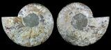 Large, Polished Ammonite Pair - Agatized #56157-1
